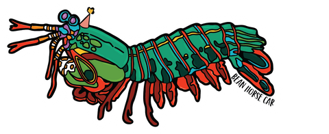 Party Mantis Shrimp Magnet