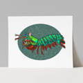 Party Mantis Shrimp Art Print