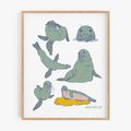 Pinnipeds - Seals and Sea Lions Art Prin