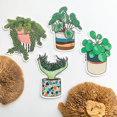 succulent sticker Burro's Tail Succulent Sticker – Bean Horse Car Designs