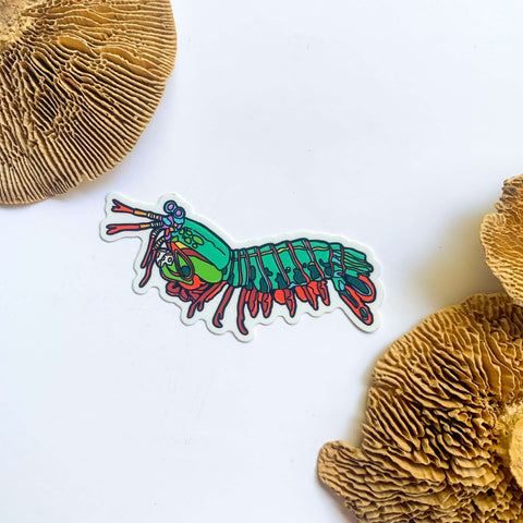 Mantis Shrimp Gift Box