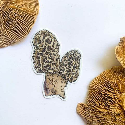 The Morels Mushroom sticker featuring a wrinkly brown split morels. The sticker is on a white background with dried mushroom decor.