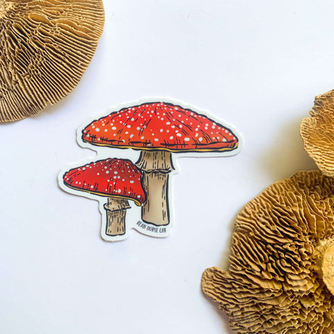 The Fly Agaric  Mushrooms Sticker featuring two mushrooms with white spotted red caps and beige stems. Sticker is on a white background with dried mushroom decor.