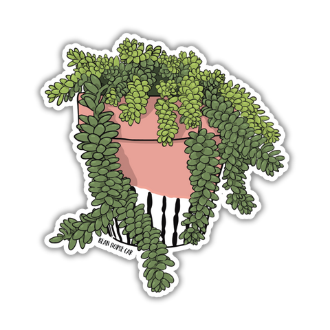 succulent sticker Burro's Tail Succulent Sticker – Bean Horse Car Designs