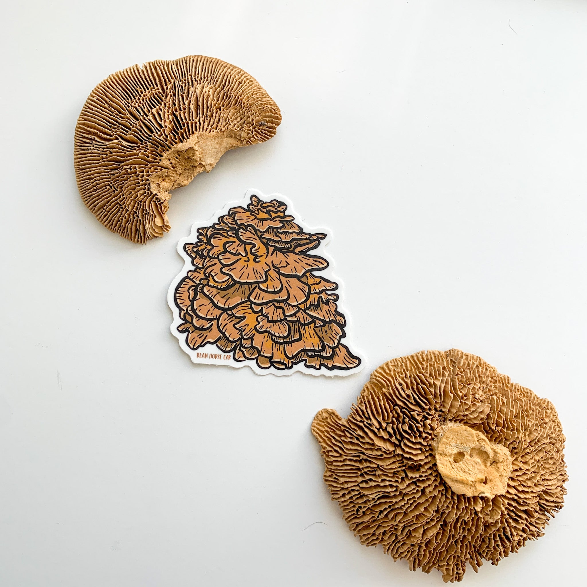 Hen of the Woods Mushroom Sticker