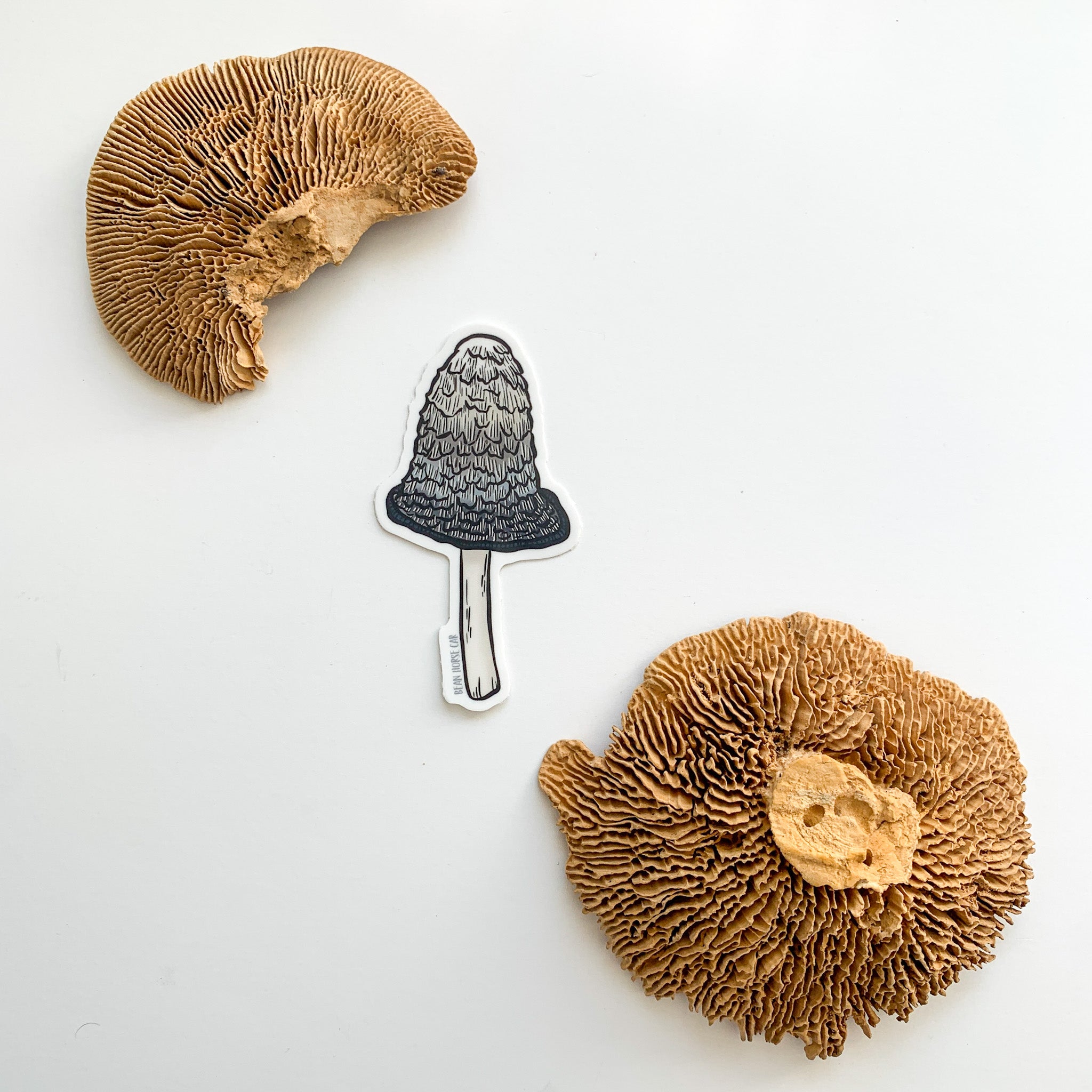 Shaggy Mane Mushroom Sticker