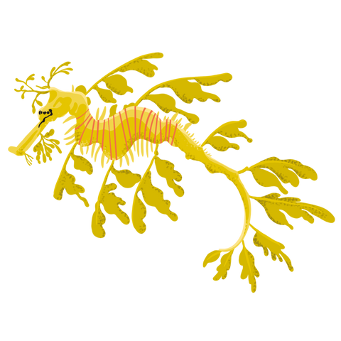 Leafy Seadragon Sticker